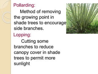 Pollarding:
Method of removing
the growing point in
shade trees to encourage
side branches.
Lopping:
Cutting some
branches to reduce
canopy cover in shade
trees to permit more
sunlight
 