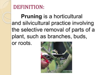 DEFINITION:
Pruning is a horticultural
and silvicultural practice involving
the selective removal of parts of a
plant, such as branches, buds,
or roots.
 