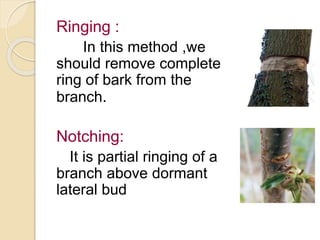 Ringing :
In this method ,we
should remove complete
ring of bark from the
branch.
Notching:
It is partial ringing of a
branch above dormant
lateral bud
 