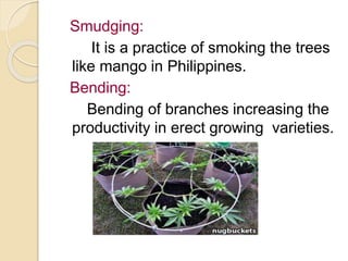 Smudging:
It is a practice of smoking the trees
like mango in Philippines.
Bending:
Bending of branches increasing the
productivity in erect growing varieties.
 