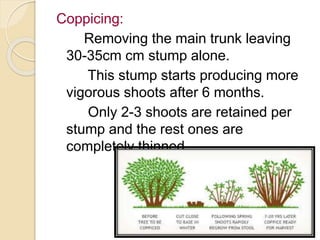 Coppicing Method Pruning in horticultural crops | PPT