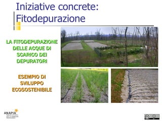 Iniziative concrete: Fitodepurazione LA FITODEPURAZIONE DELLE ACQUE DI SCARICO DEI DEPURATORI ESEMPIO DI SVILUPPO ECOSOSTENIBILE 