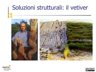 Soluzioni strutturali: il vetiver 