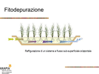Fitodepurazione 