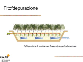 Fitofdepurazione 