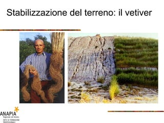 Stabilizzazione del terreno: il vetiver 