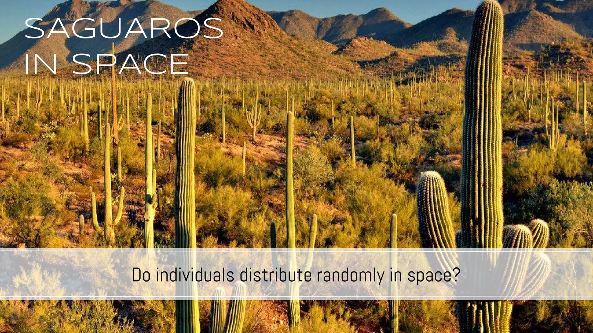 SAGUAROS
iN SPACE
Do individuals distribute randomly in space?
 