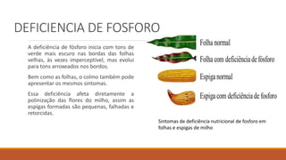 DEFICIENCIA DE FOSFORO
A deficiência de fósforo inicia com tons de
verde mais escuro nas bordas das folhas
velhas, às vezes imperceptível, mas evolui
para tons arroxeados nos bordos.
Bem como as folhas, o colmo também pode
apresentar os mesmos sintomas.
Essa deficiência afeta diretamente a
polinização das flores do milho, assim as
espigas formadas são pequenas, falhadas e
retorcidas.
Sintomas de deficiência nutricional de fosforo em
folhas e espigas de milho
 