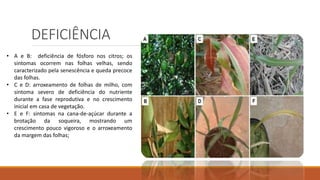 DEFICIÊNCIA
• A e B: deficiência de fósforo nos citros; os
sintomas ocorrem nas folhas velhas, sendo
caracterizado pela senescência e queda precoce
das folhas.
• C e D: arroxeamento de folhas de milho, com
sintoma severo de deficiência do nutriente
durante a fase reprodutiva e no crescimento
inicial em casa de vegetação.
• E e F: sintomas na cana-de-açúcar durante a
brotação da soqueira, mostrando um
crescimento pouco vigoroso e o arroxeamento
da margem das folhas;
 