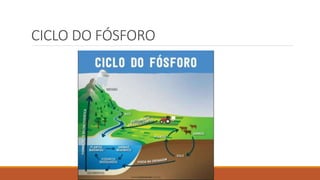 CICLO DO FÓSFORO
 