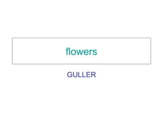 flowers
GULLER
 