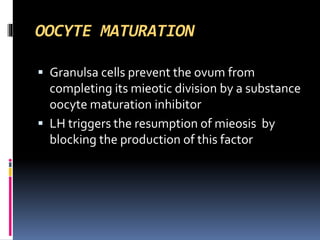OOCYTE MATURATION
 Granulsa cells prevent the ovum from
completing its mieotic division by a substance
oocyte maturation inhibitor
 LH triggers the resumption of mieosis by
blocking the production of this factor
 