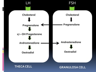 LH FSH
Cholesterol
Pregnenolone
17 – OH Progesterone
Androstenedione
Oestradiol
Cholesterol
Pregnenolone
Androstenedione
Oestradiol
THECA CELL GRANULOSA CELL
 