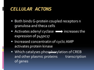 CELLULAR ACTONS
 Both binds G-protein coupled receptors n
granulosa and theca cells
 Activates adenyl cyclase increases the
expression of p450c17
 Increased concentratin of cyclic AMP
activates protein kinase
 Which catalyses phosphorylation of CREB
and other plasmic proteins transcription
of genes
 