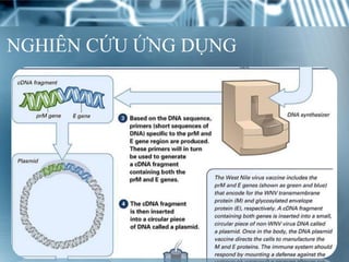 Các loại hình nghiên cứu khoa học (Bác sĩ. Nguyễn Văn Hùng) | PDF