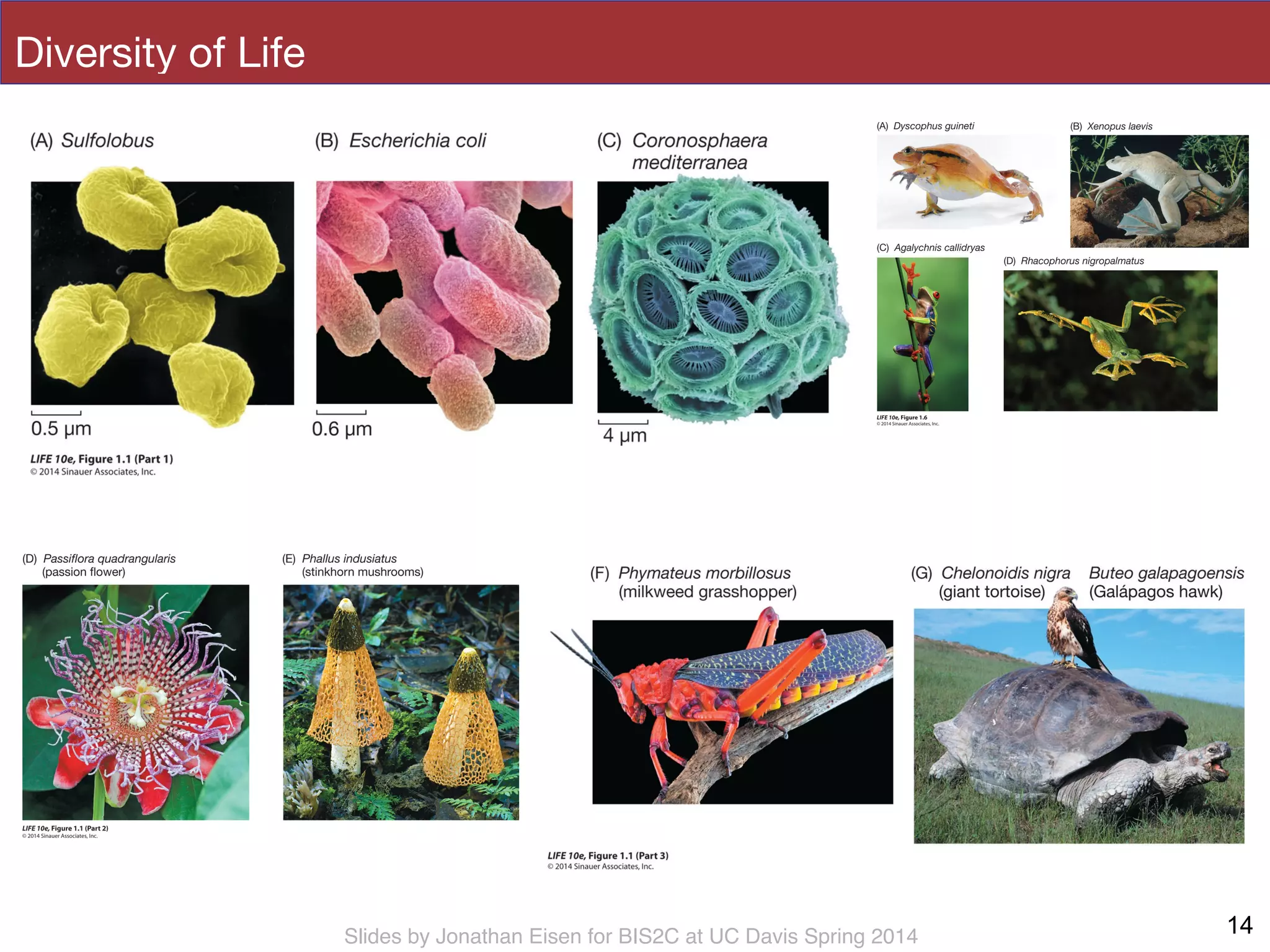 Slides by Jonathan Eisen for BIS2C at UC Davis Spring 2014
Diversity of Life
14
 