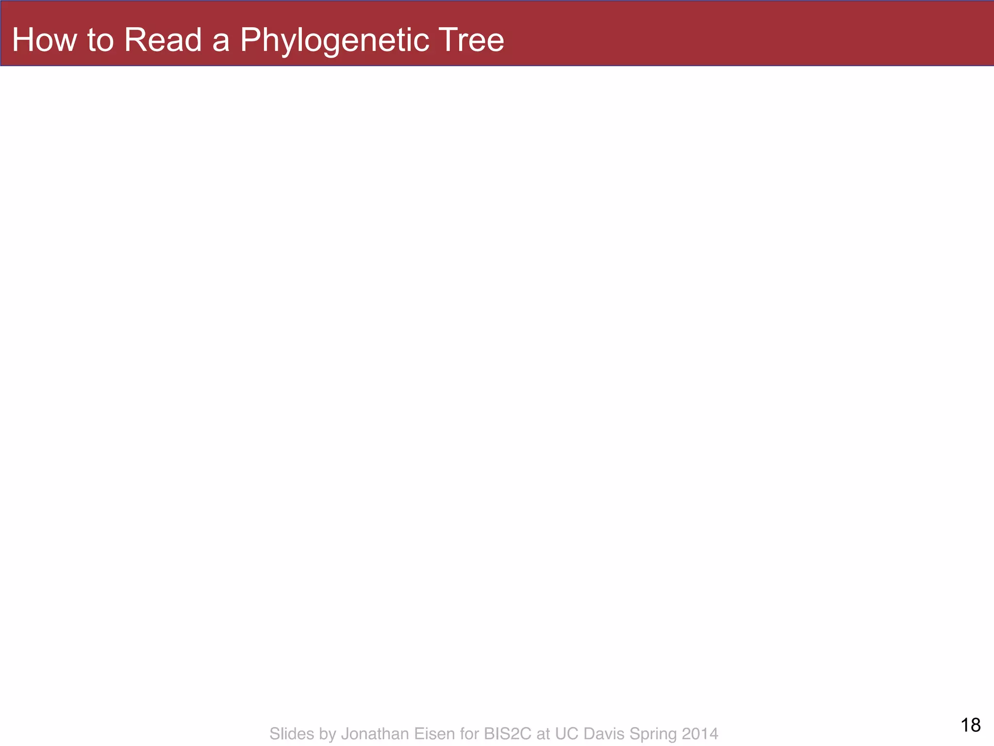 Slides by Jonathan Eisen for BIS2C at UC Davis Spring 2014
How to Read a Phylogenetic Tree
18
 