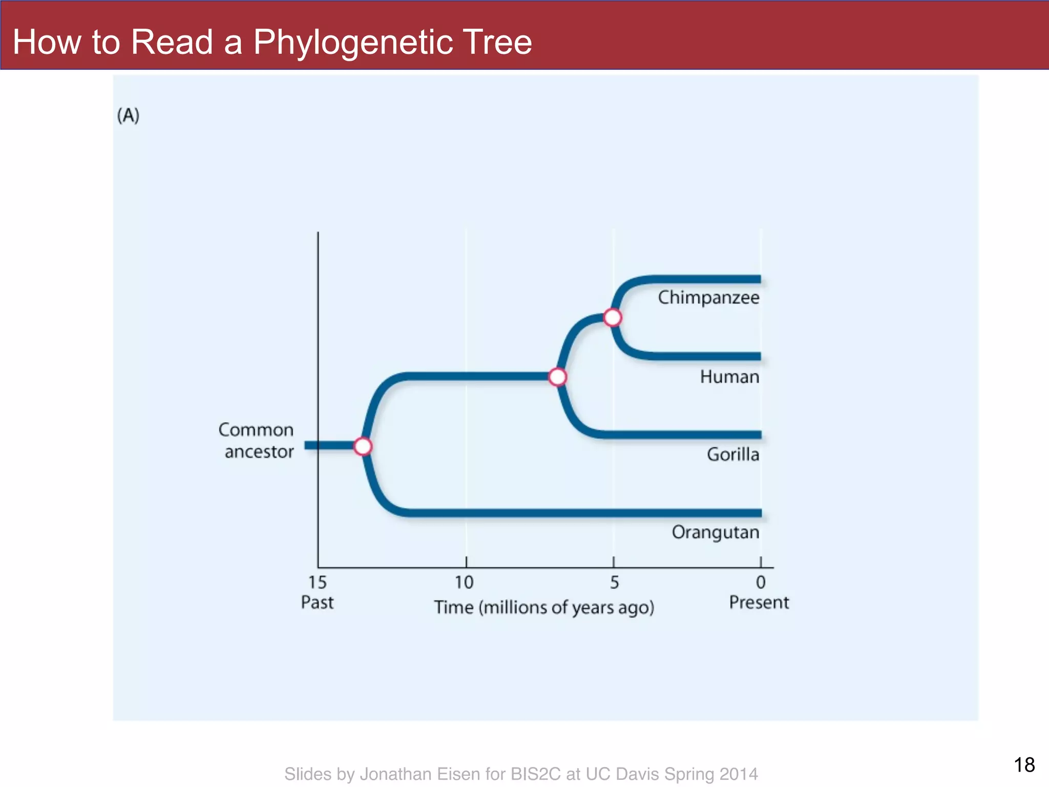 Slides by Jonathan Eisen for BIS2C at UC Davis Spring 2014
How to Read a Phylogenetic Tree
18
 