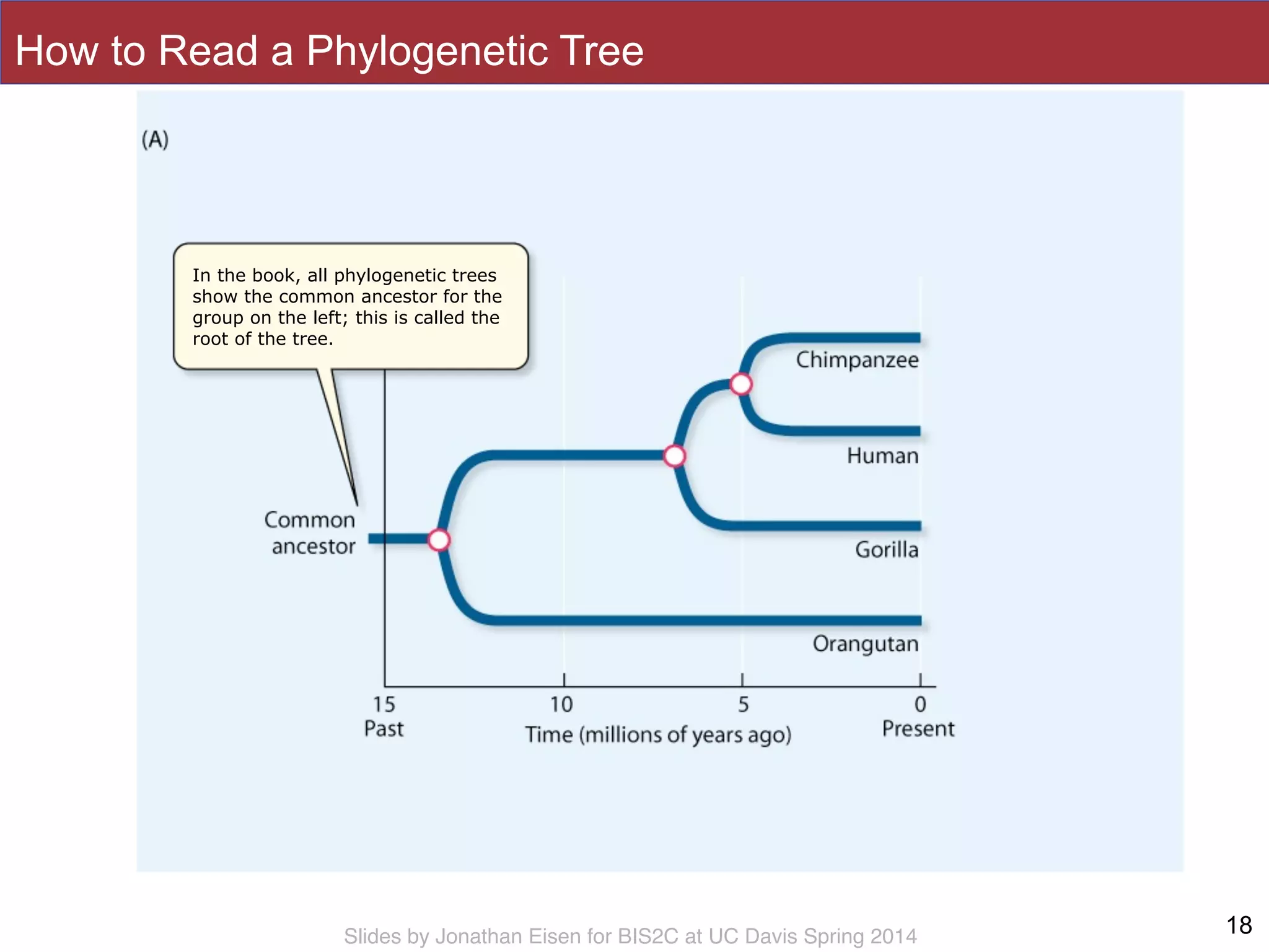 Slides by Jonathan Eisen for BIS2C at UC Davis Spring 2014
In the book, all phylogenetic trees
show the common ancestor for the
group on the left; this is called the
root of the tree.
How to Read a Phylogenetic Tree
18
 