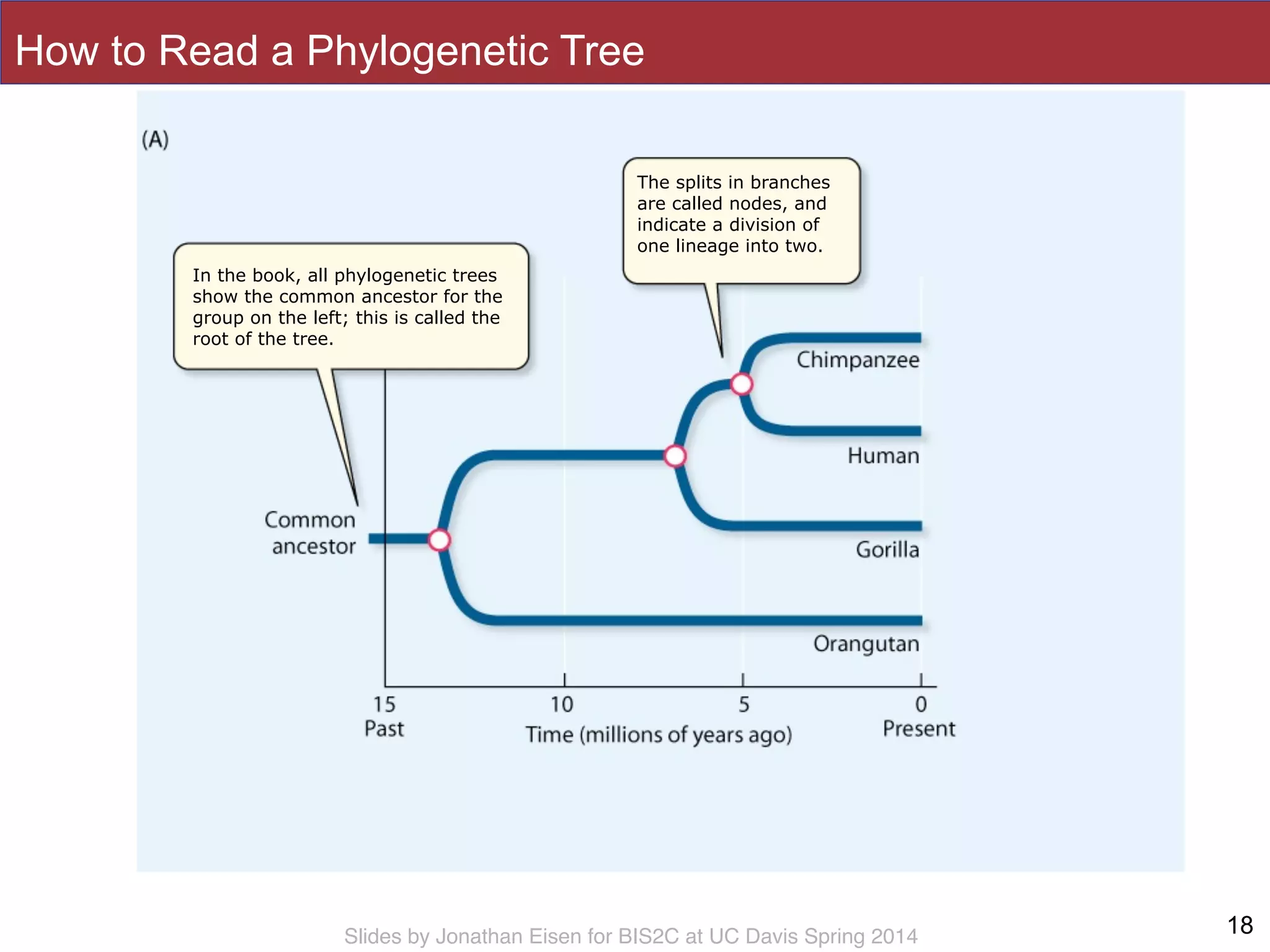 Slides by Jonathan Eisen for BIS2C at UC Davis Spring 2014
In the book, all phylogenetic trees
show the common ancestor for the
group on the left; this is called the
root of the tree.
The splits in branches
are called nodes, and
indicate a division of
one lineage into two.
How to Read a Phylogenetic Tree
18
 
