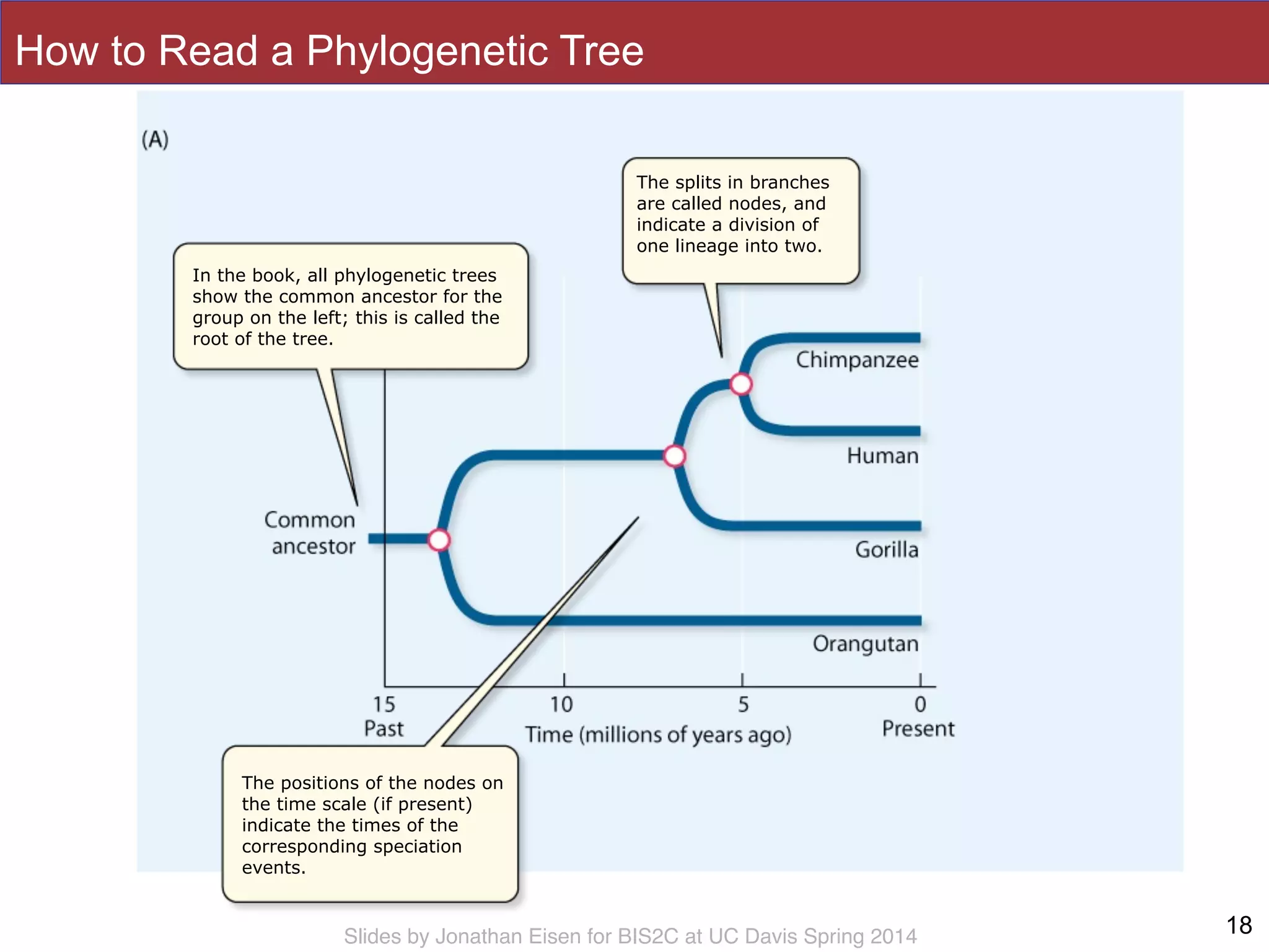 Slides by Jonathan Eisen for BIS2C at UC Davis Spring 2014
In the book, all phylogenetic trees
show the common ancestor for the
group on the left; this is called the
root of the tree.
The splits in branches
are called nodes, and
indicate a division of
one lineage into two.
The positions of the nodes on
the time scale (if present)
indicate the times of the
corresponding speciation
events.
How to Read a Phylogenetic Tree
18
 