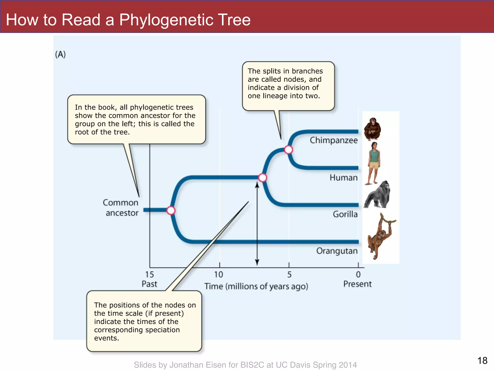 Slides by Jonathan Eisen for BIS2C at UC Davis Spring 2014
In the book, all phylogenetic trees
show the common ancestor for the
group on the left; this is called the
root of the tree.
The splits in branches
are called nodes, and
indicate a division of
one lineage into two.
The positions of the nodes on
the time scale (if present)
indicate the times of the
corresponding speciation
events.
How to Read a Phylogenetic Tree
18
 
