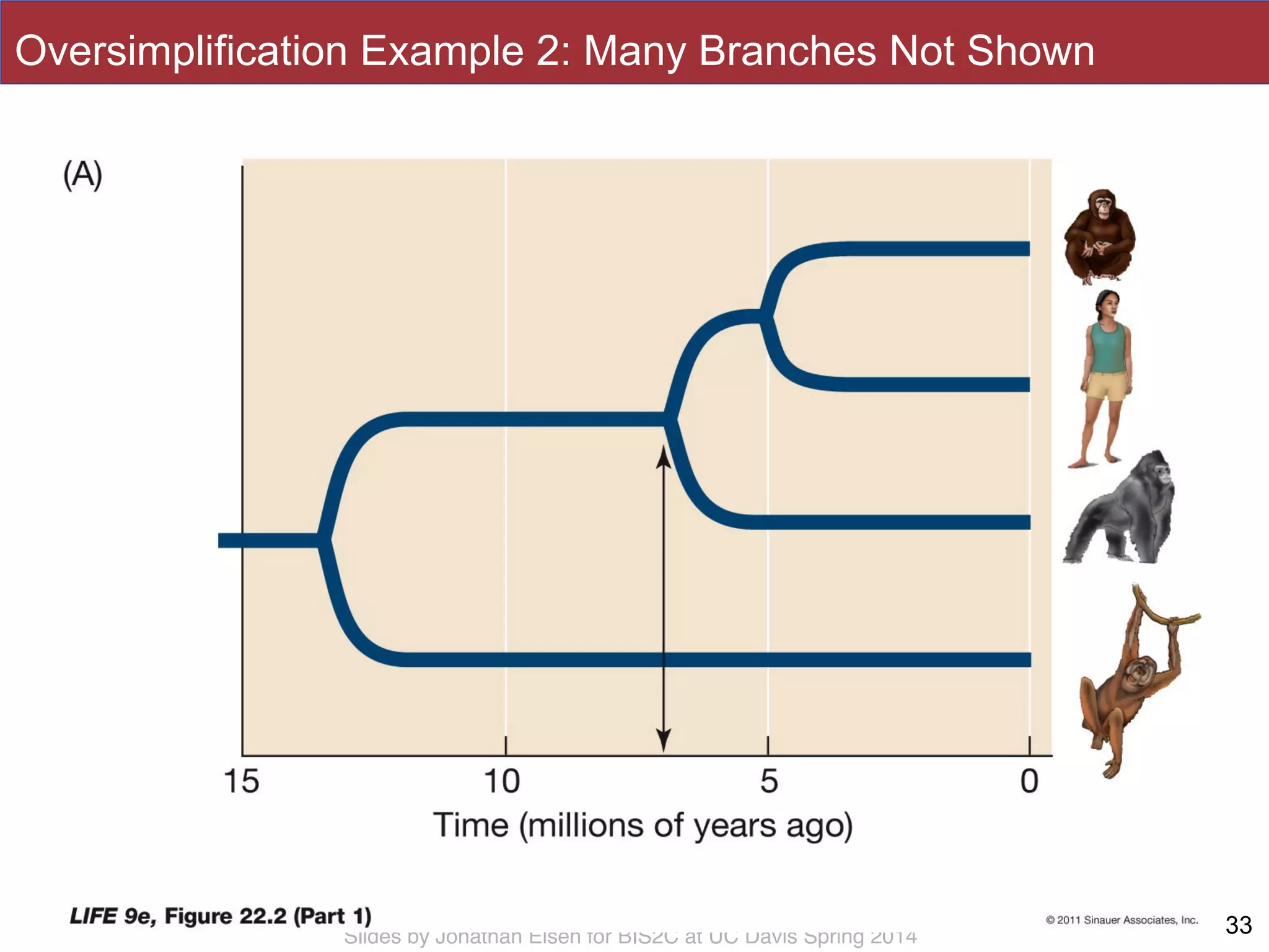 Slides by Jonathan Eisen for BIS2C at UC Davis Spring 2014
Oversimplification Example 2: Many Branches Not Shown
33
 