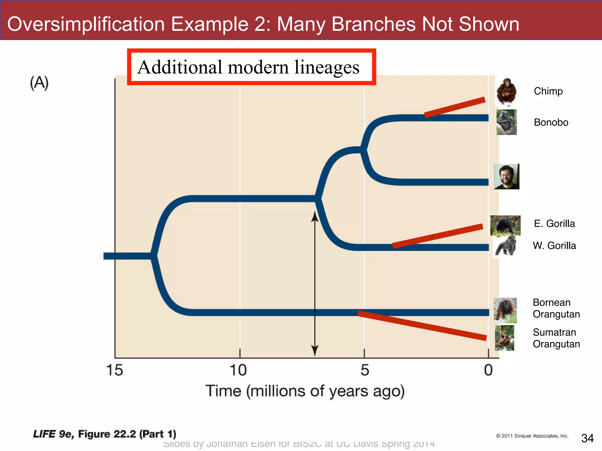 Slides by Jonathan Eisen for BIS2C at UC Davis Spring 2014 34
Chimp
Bonobo
E. Gorilla
W. Gorilla
Bornean!
Orangutan
Sumatran!
Orangutan
Oversimplification Example 2: Many Branches Not Shown
Additional modern lineages
 
