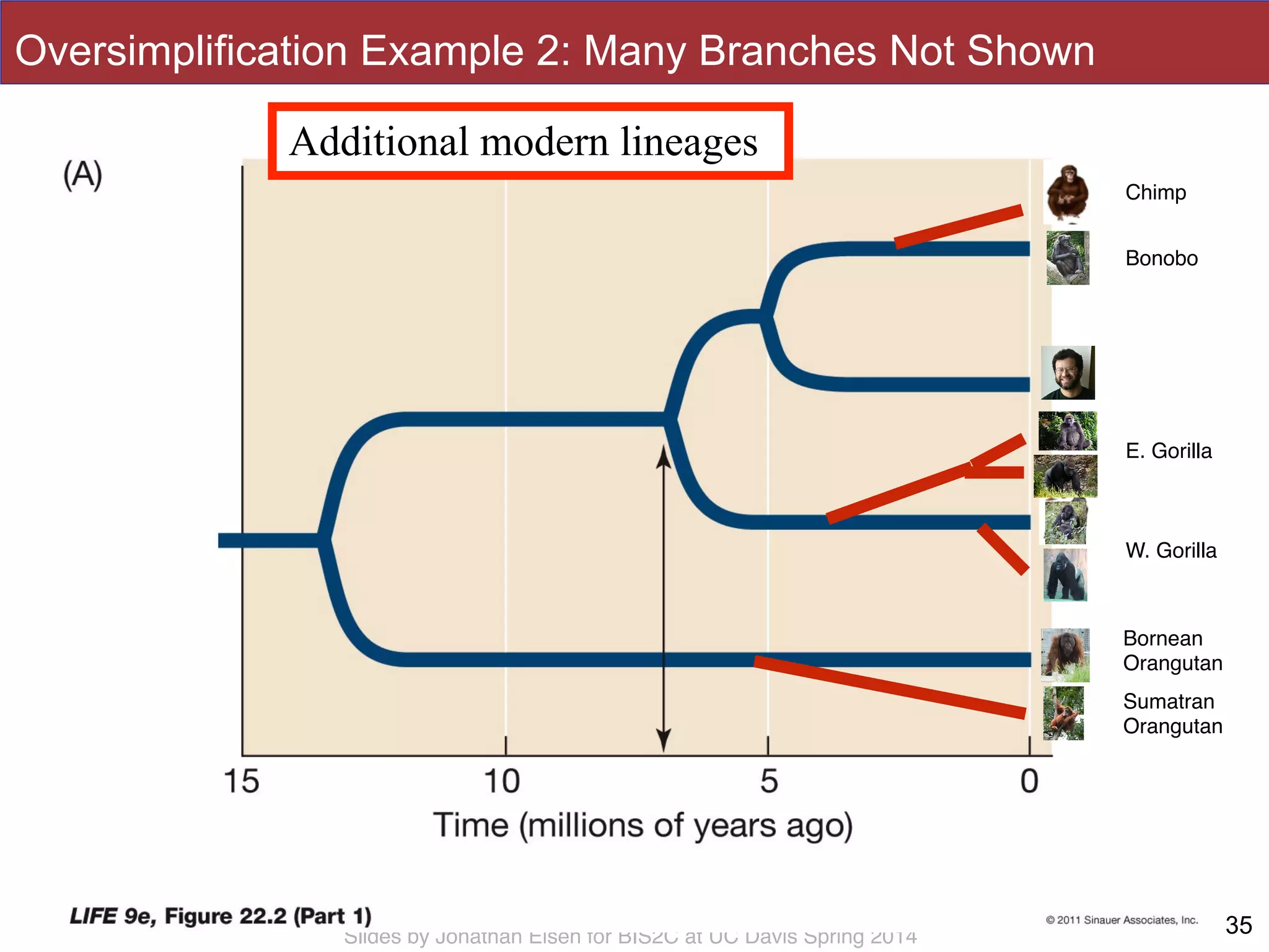 Slides by Jonathan Eisen for BIS2C at UC Davis Spring 2014 35
Chimp
Bonobo
E. Gorilla
W. Gorilla
Bornean!
Orangutan
Sumatran!
Orangutan
Oversimplification Example 2: Many Branches Not Shown
Additional modern lineages
 