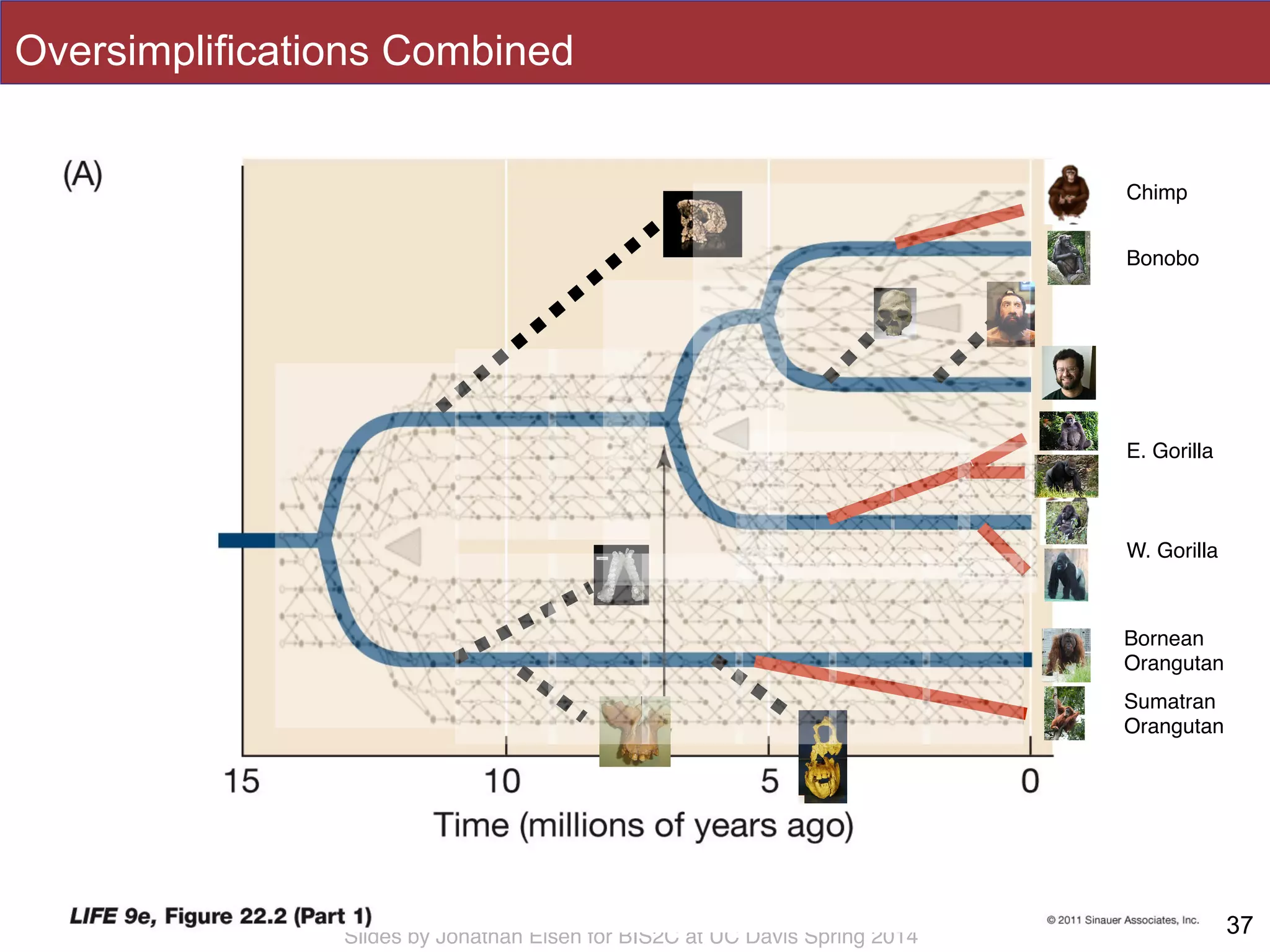Slides by Jonathan Eisen for BIS2C at UC Davis Spring 2014 37
Chimp
Bonobo
E. Gorilla
W. Gorilla
Bornean!
Orangutan
Sumatran!
Orangutan
37
Oversimplifications Combined
 