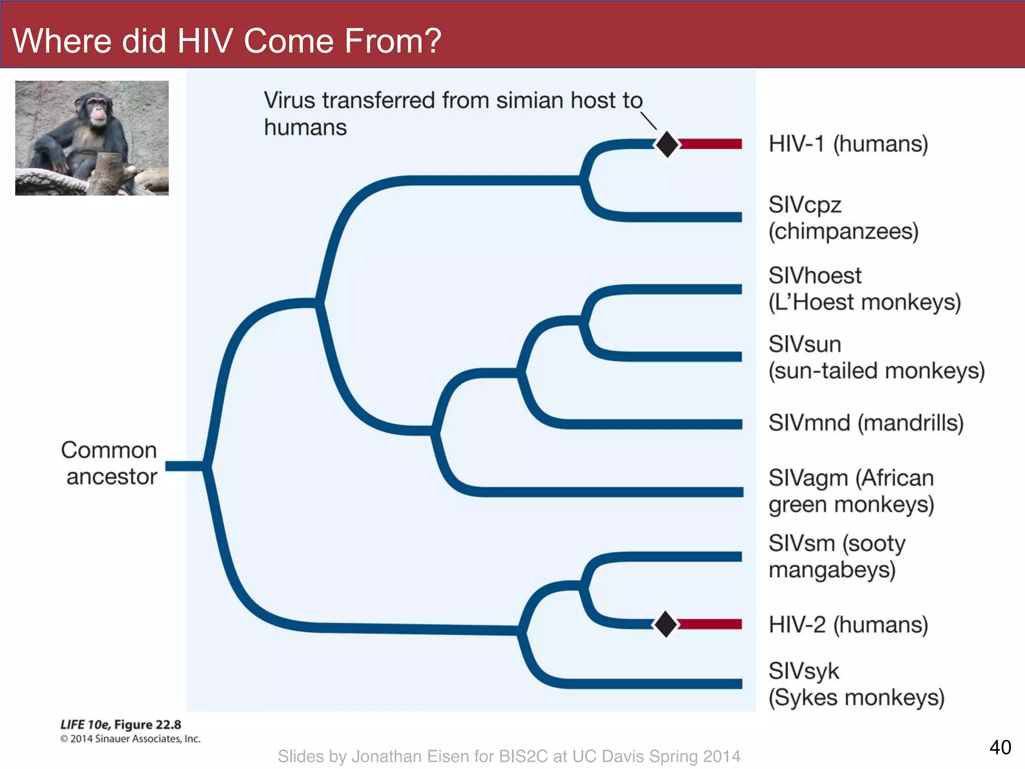 Slides by Jonathan Eisen for BIS2C at UC Davis Spring 2014
Where did HIV Come From?
40
 