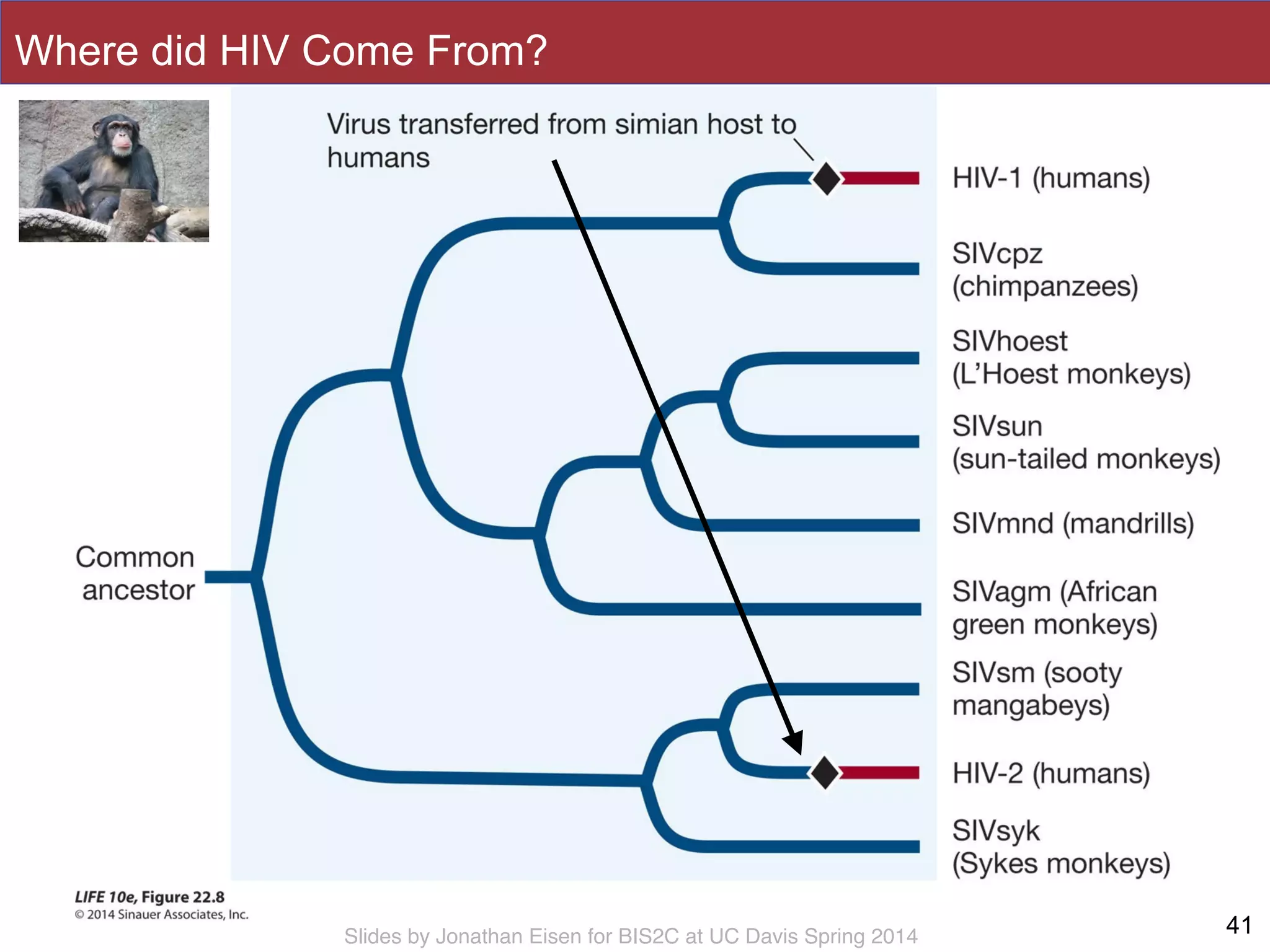 Slides by Jonathan Eisen for BIS2C at UC Davis Spring 2014 41
Where did HIV Come From?
 