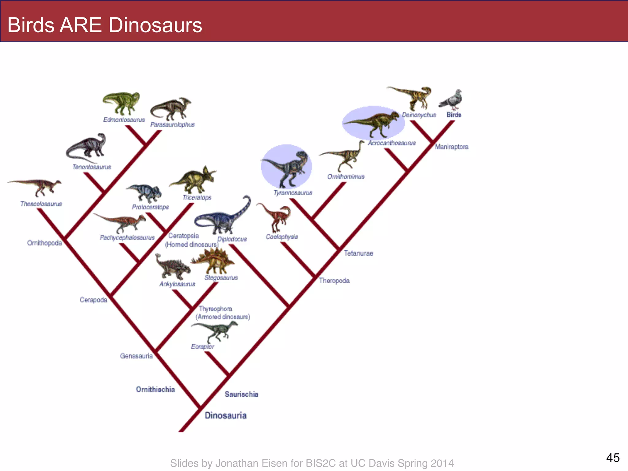 Slides by Jonathan Eisen for BIS2C at UC Davis Spring 2014
Birds ARE Dinosaurs
45
 