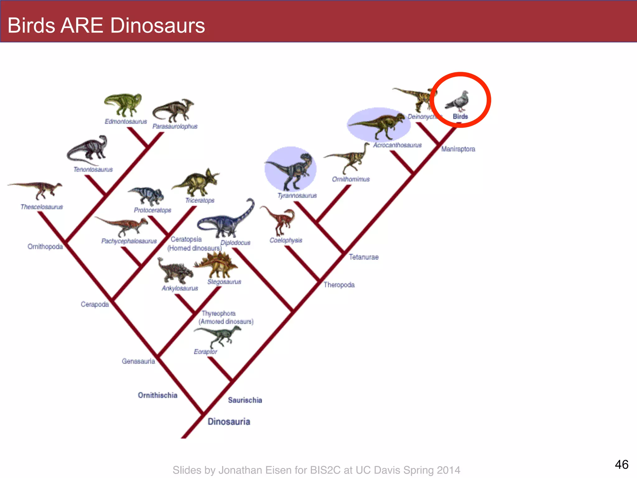 Slides by Jonathan Eisen for BIS2C at UC Davis Spring 2014
Birds ARE Dinosaurs
46
 