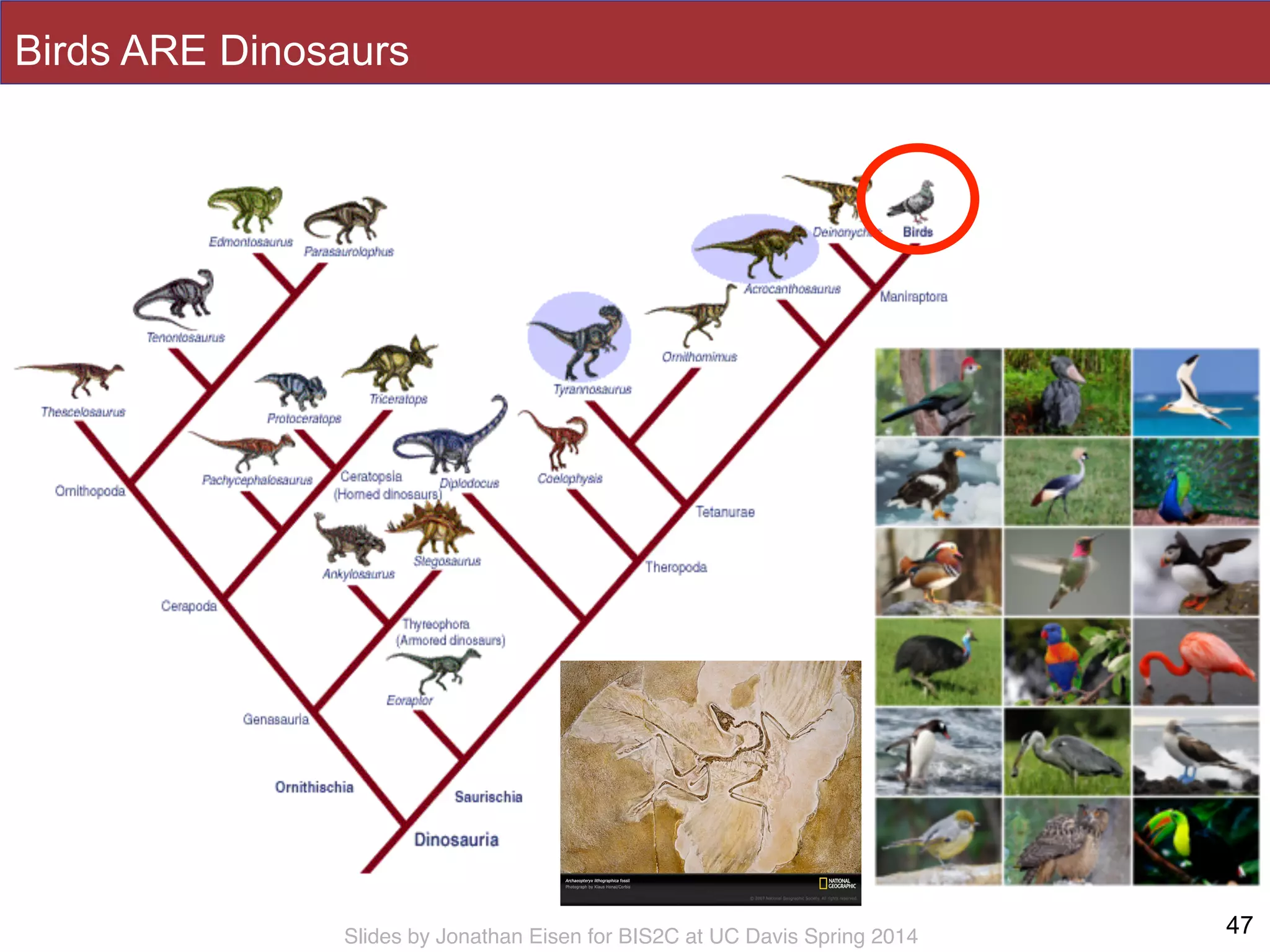 Slides by Jonathan Eisen for BIS2C at UC Davis Spring 2014
Birds ARE Dinosaurs
47
 