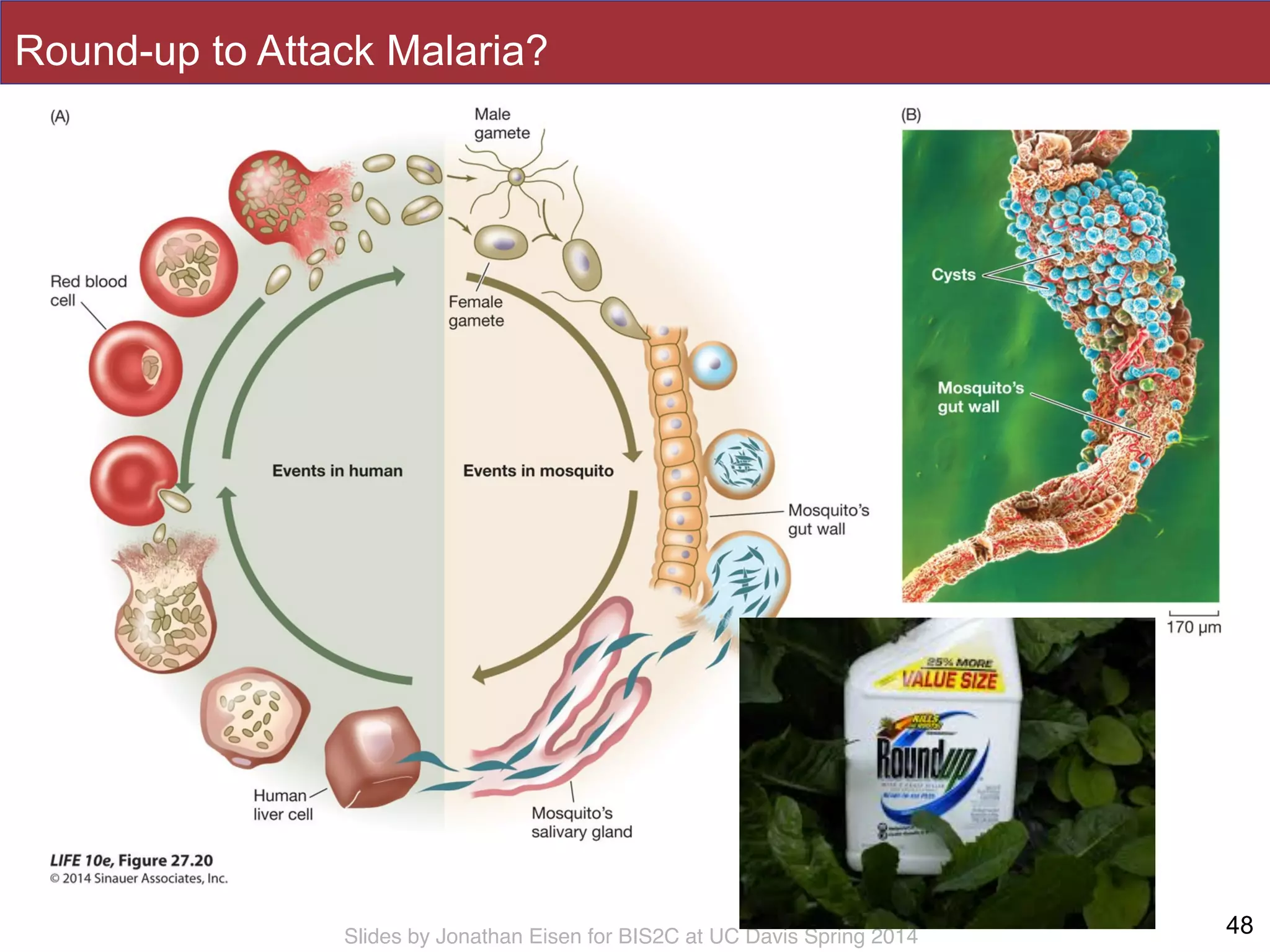Slides by Jonathan Eisen for BIS2C at UC Davis Spring 2014
Round-up to Attack Malaria?
48
 