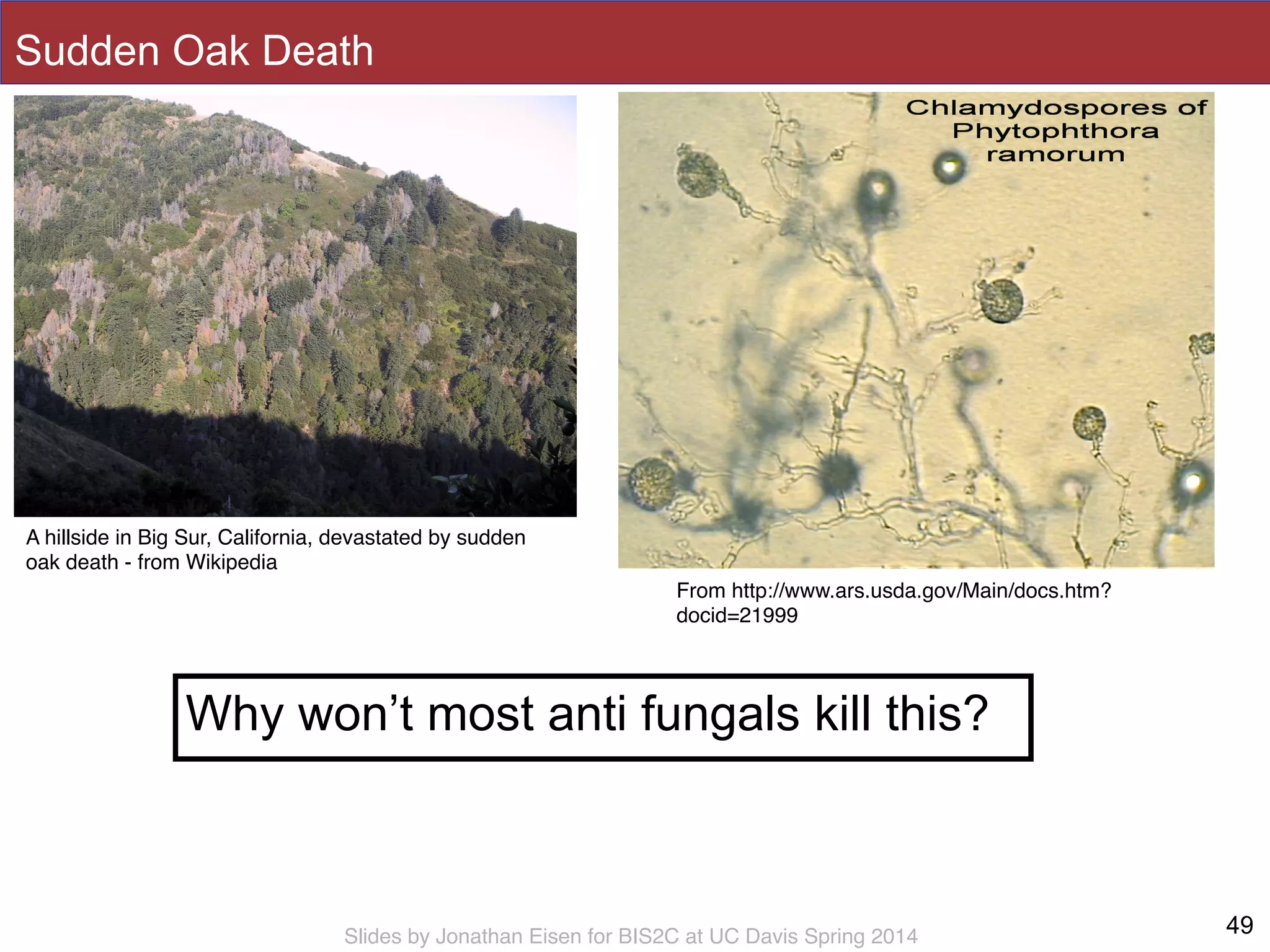 Slides by Jonathan Eisen for BIS2C at UC Davis Spring 2014
Sudden Oak Death
Why won’t most anti fungals kill this?
49
A hillside in Big Sur, California, devastated by sudden
oak death - from Wikipedia!
From http://www.ars.usda.gov/Main/docs.htm?
docid=21999!
 