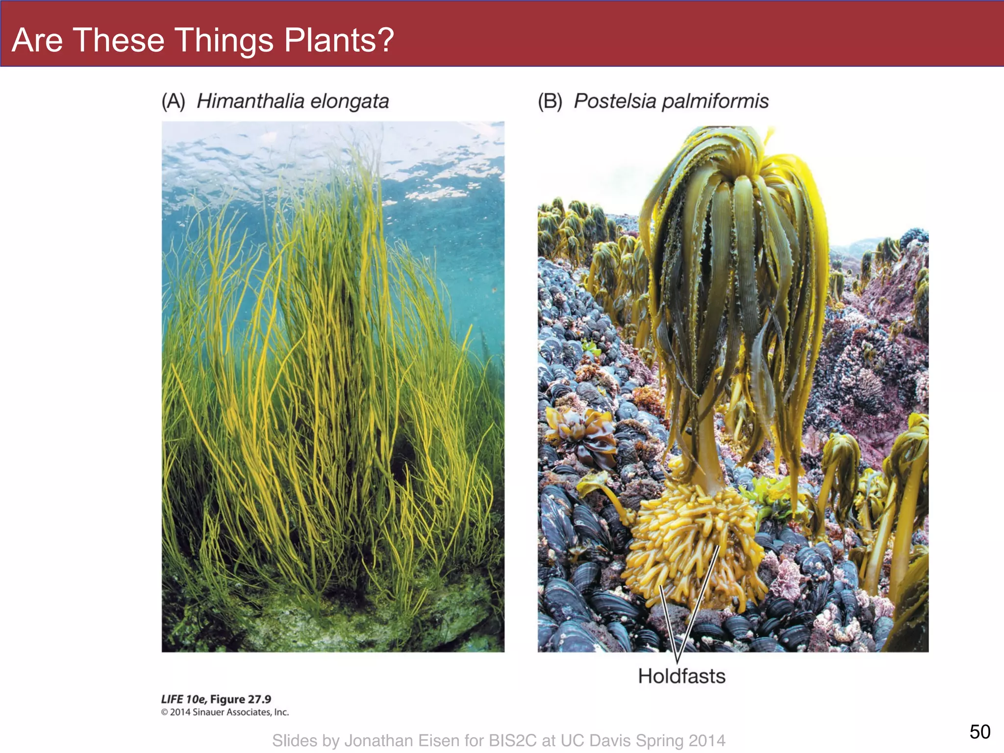 Slides by Jonathan Eisen for BIS2C at UC Davis Spring 2014
Are These Things Plants?
50
 