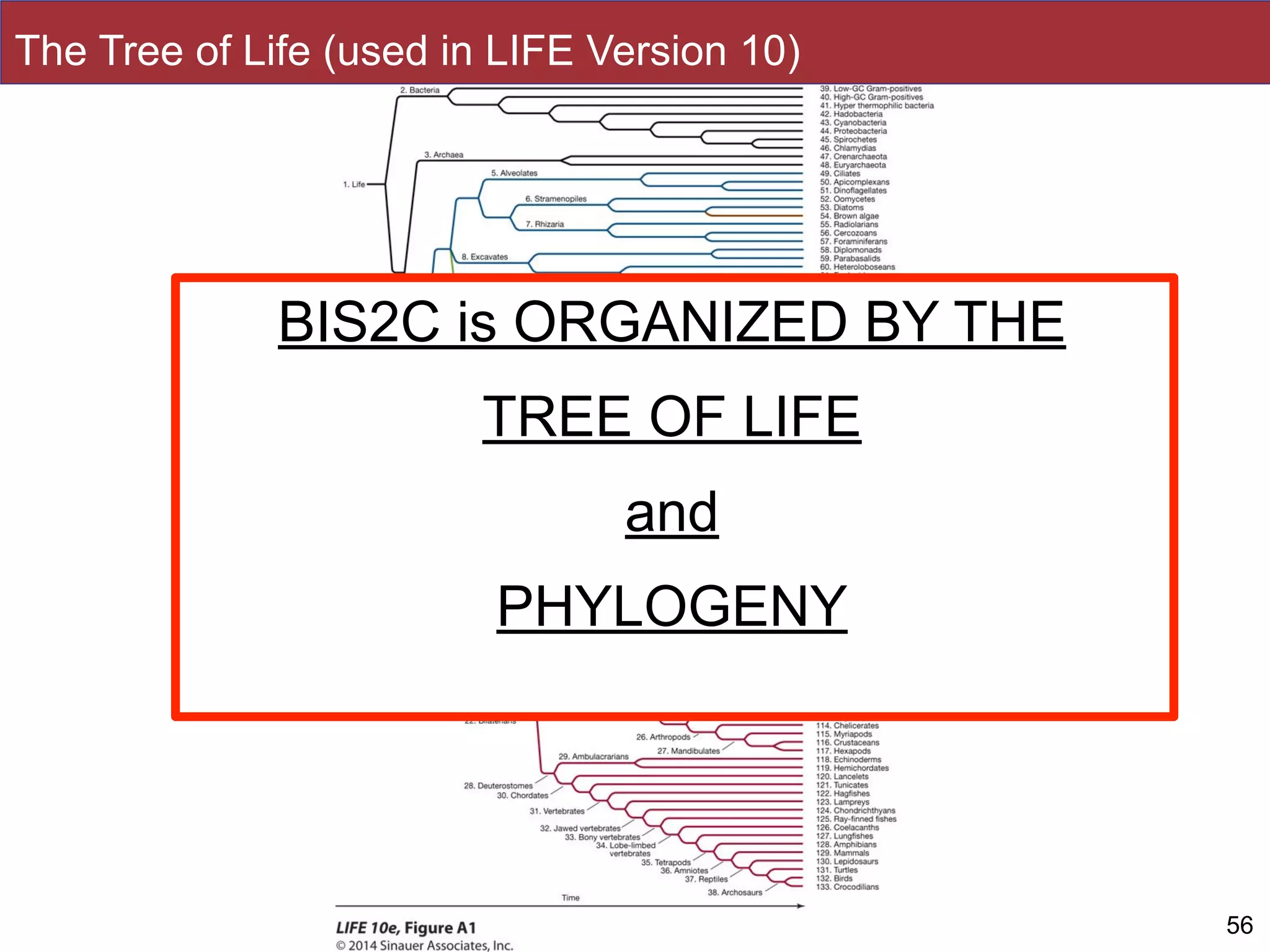 Slides by Jonathan Eisen for BIS2C at UC Davis Spring 2014 56
BIS2C is ORGANIZED BY THE
TREE OF LIFE
and
PHYLOGENY
The Tree of Life (used in LIFE Version 10)
 