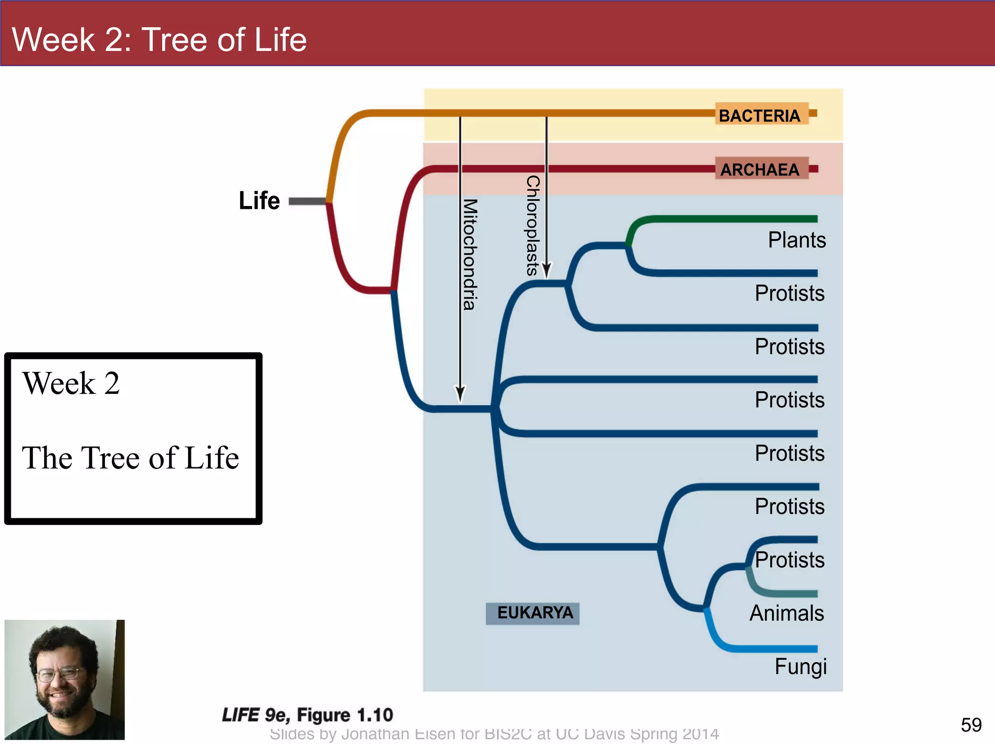 Slides by Jonathan Eisen for BIS2C at UC Davis Spring 2014
Protists
BACTERIA
ARCHAEA
EUKARYA
Mitochondria
Chloroplasts
Life
Plants
Protists
Protists
Protists
Protists
Protists
Fungi
Animals
59
Week 2: Tree of Life
Week 2
!
The Tree of Life
 
