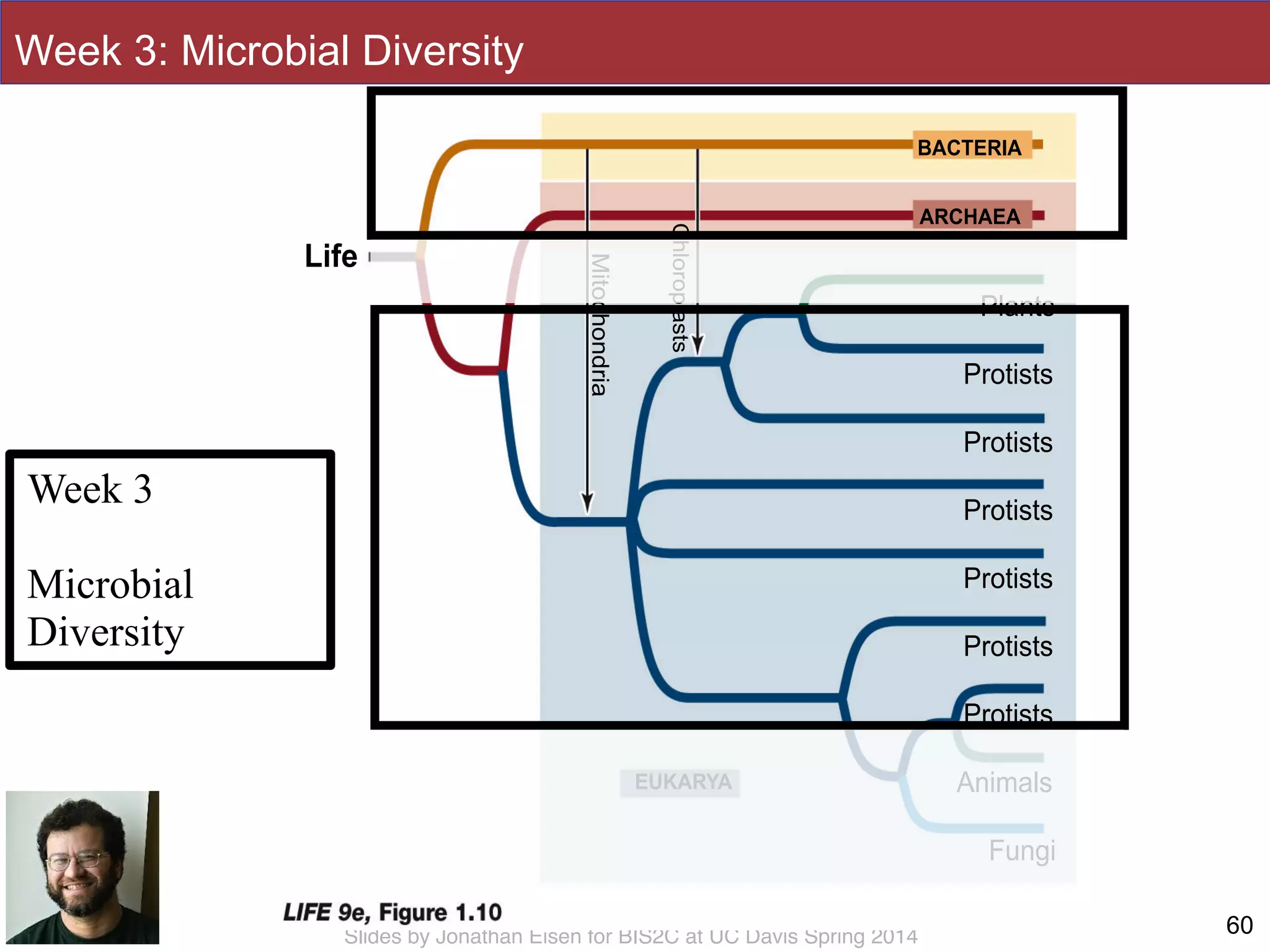 Slides by Jonathan Eisen for BIS2C at UC Davis Spring 2014
Protists
BACTERIA
ARCHAEA
EUKARYA
Mitochondria
Chloroplasts
Life
Plants
Protists
Protists
Protists
Protists
Protists
Fungi
Animals
60
Week 3
!
Microbial 
Diversity
Week 3: Microbial Diversity
 