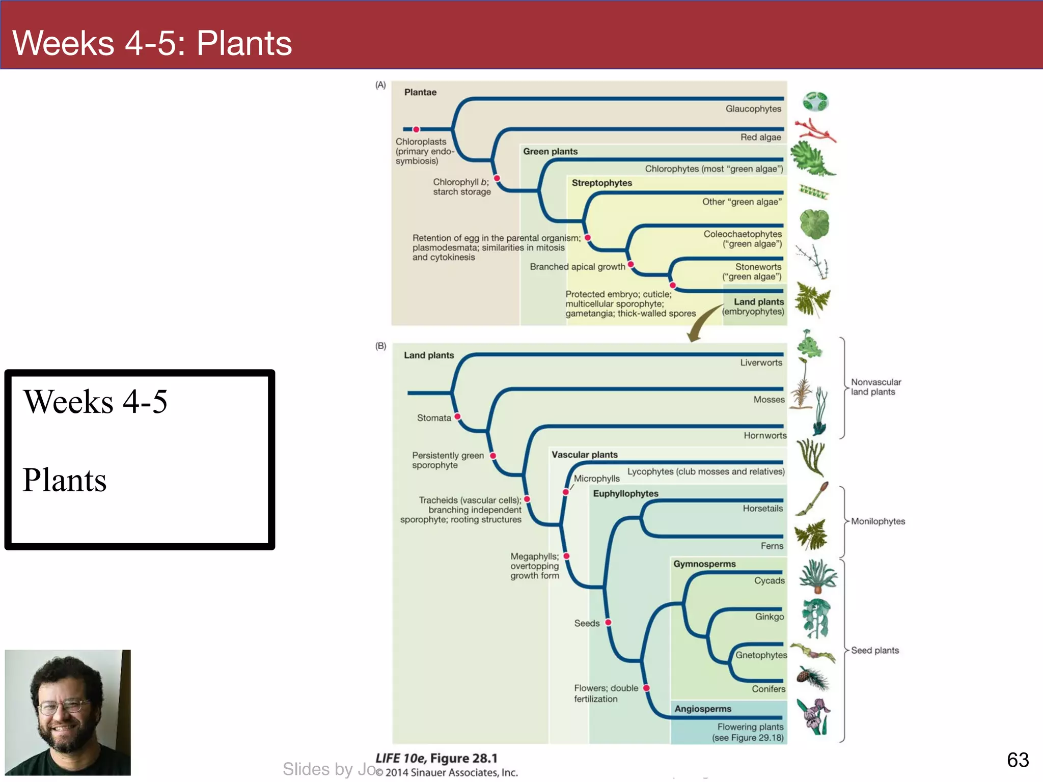 Slides by Jonathan Eisen for BIS2C at UC Davis Spring 2014
Weeks 4-5: Plants
63
Weeks 4-5
!
Plants
 