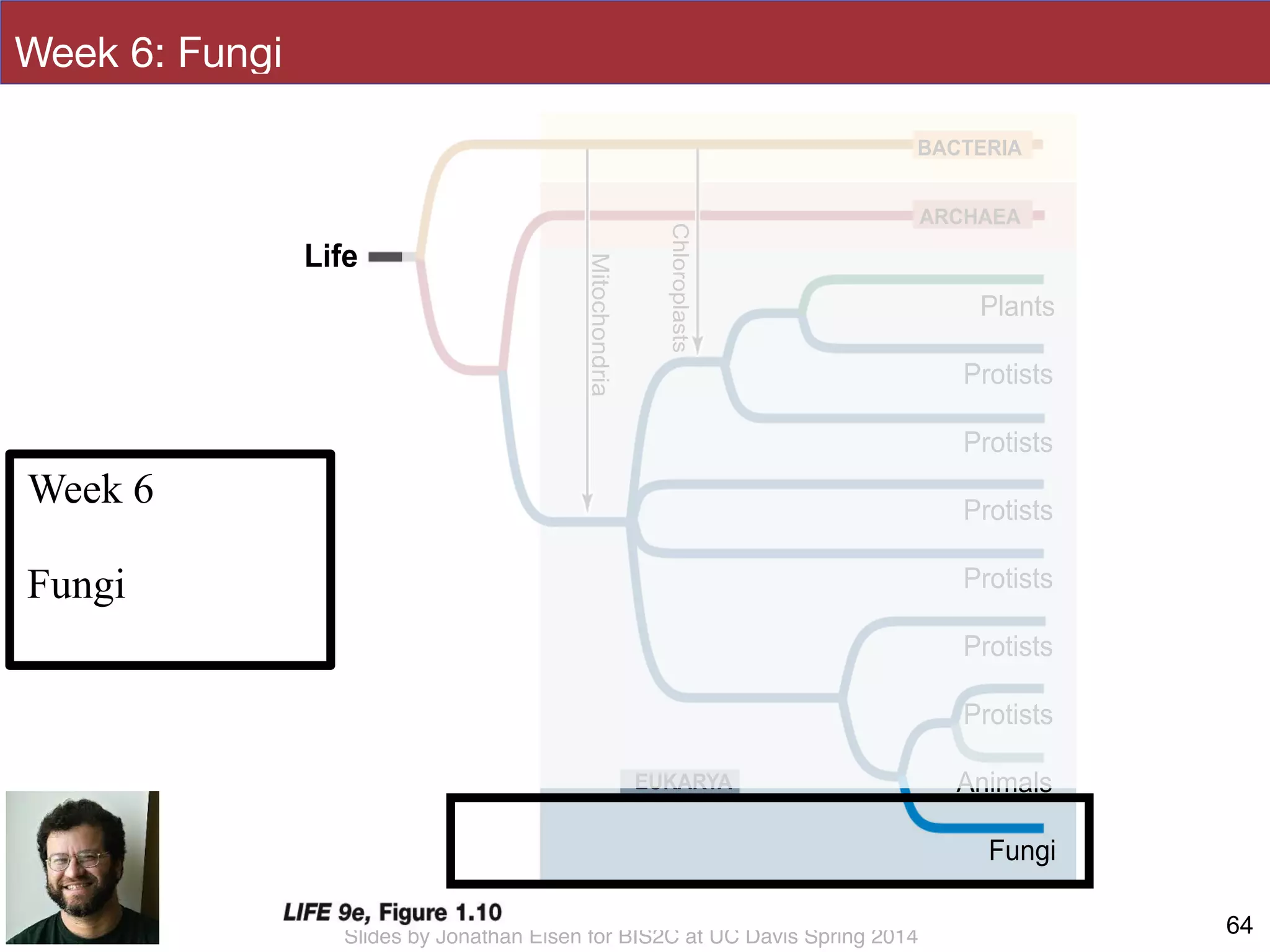 Slides by Jonathan Eisen for BIS2C at UC Davis Spring 2014
Protists
BACTERIA
ARCHAEA
EUKARYA
Mitochondria
Chloroplasts
Life
Plants
Protists
Protists
Protists
Protists
Protists
Fungi
Animals
Week 6: Fungi
64
Week 6
!
Fungi
 