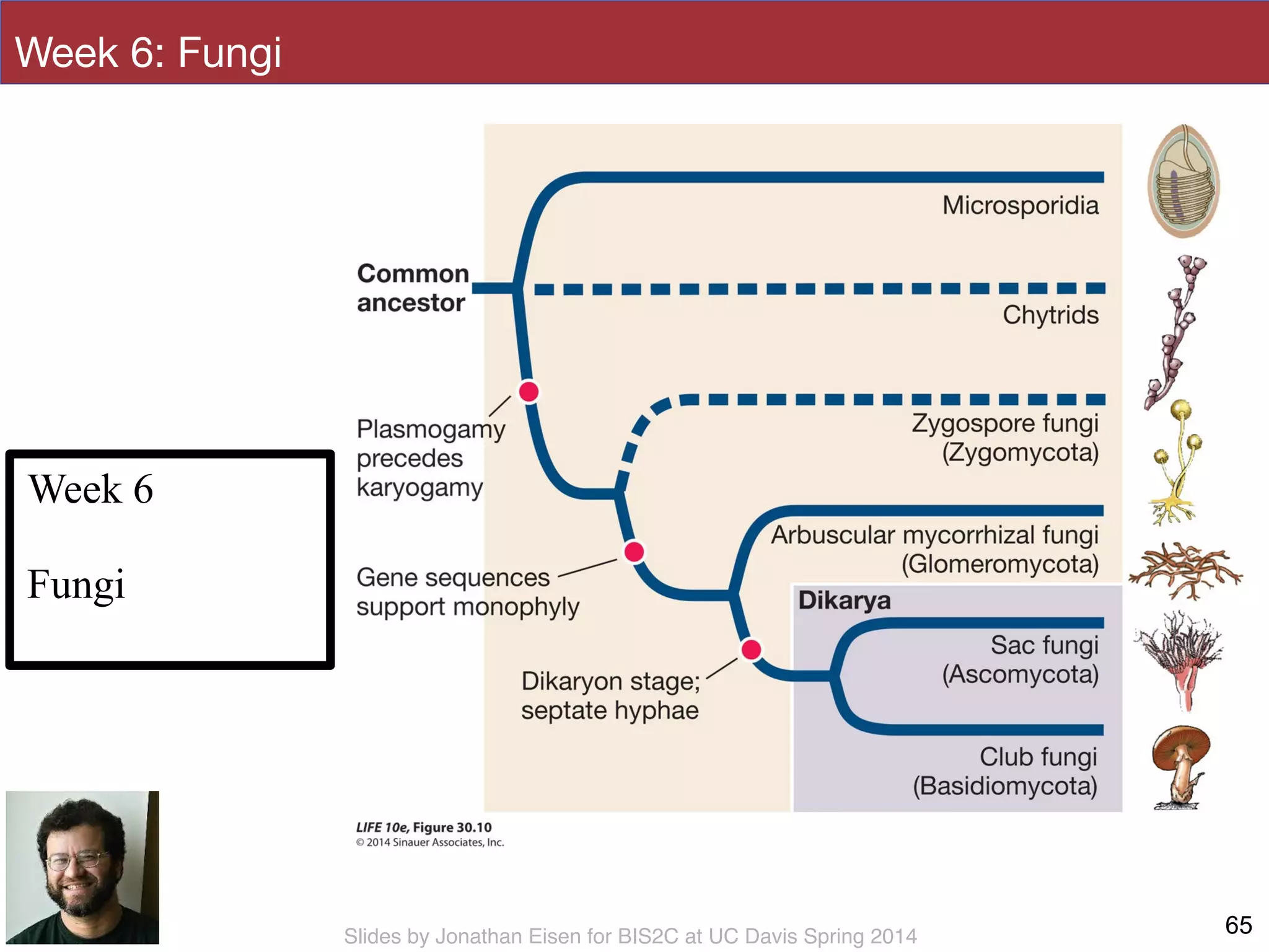 Slides by Jonathan Eisen for BIS2C at UC Davis Spring 2014
Week 6: Fungi
65
Week 6
!
Fungi
 