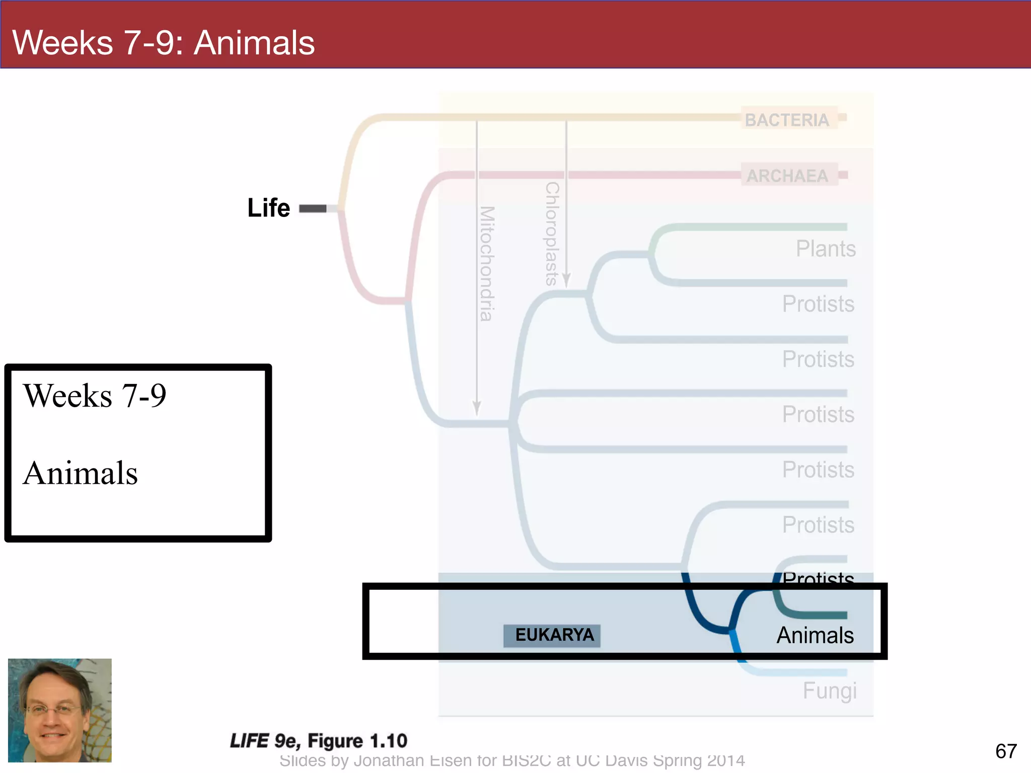 Slides by Jonathan Eisen for BIS2C at UC Davis Spring 2014
Protists
BACTERIA
ARCHAEA
EUKARYA
Mitochondria
Chloroplasts
Life
Plants
Protists
Protists
Protists
Protists
Protists
Fungi
Animals
Weeks 7-9: Animals
67
Weeks 7-9
!
Animals
 