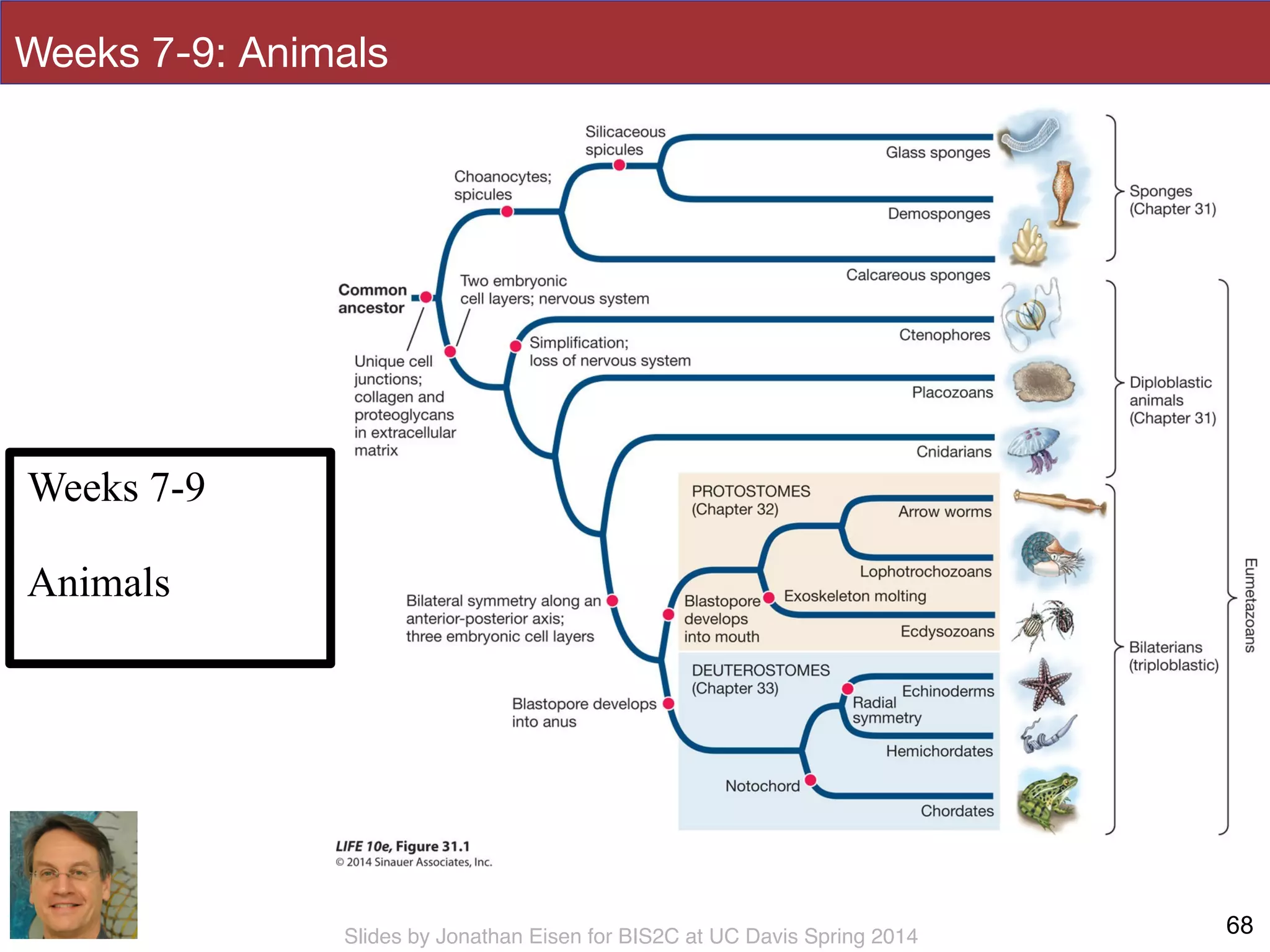 Slides by Jonathan Eisen for BIS2C at UC Davis Spring 2014
Weeks 7-9: Animals
68
Weeks 7-9
!
Animals
 