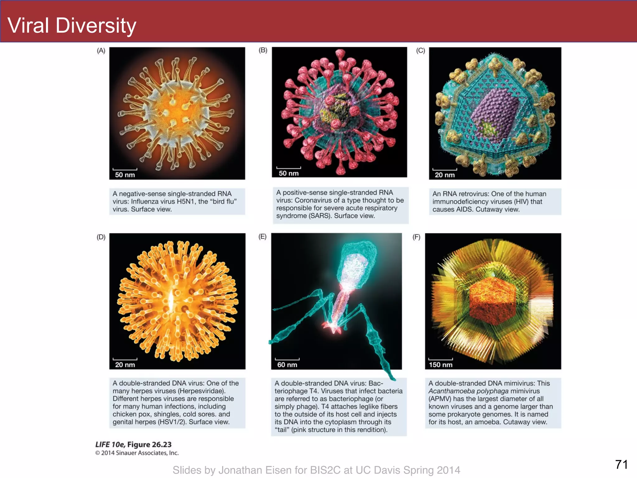 Slides by Jonathan Eisen for BIS2C at UC Davis Spring 2014
Viral Diversity
71
 