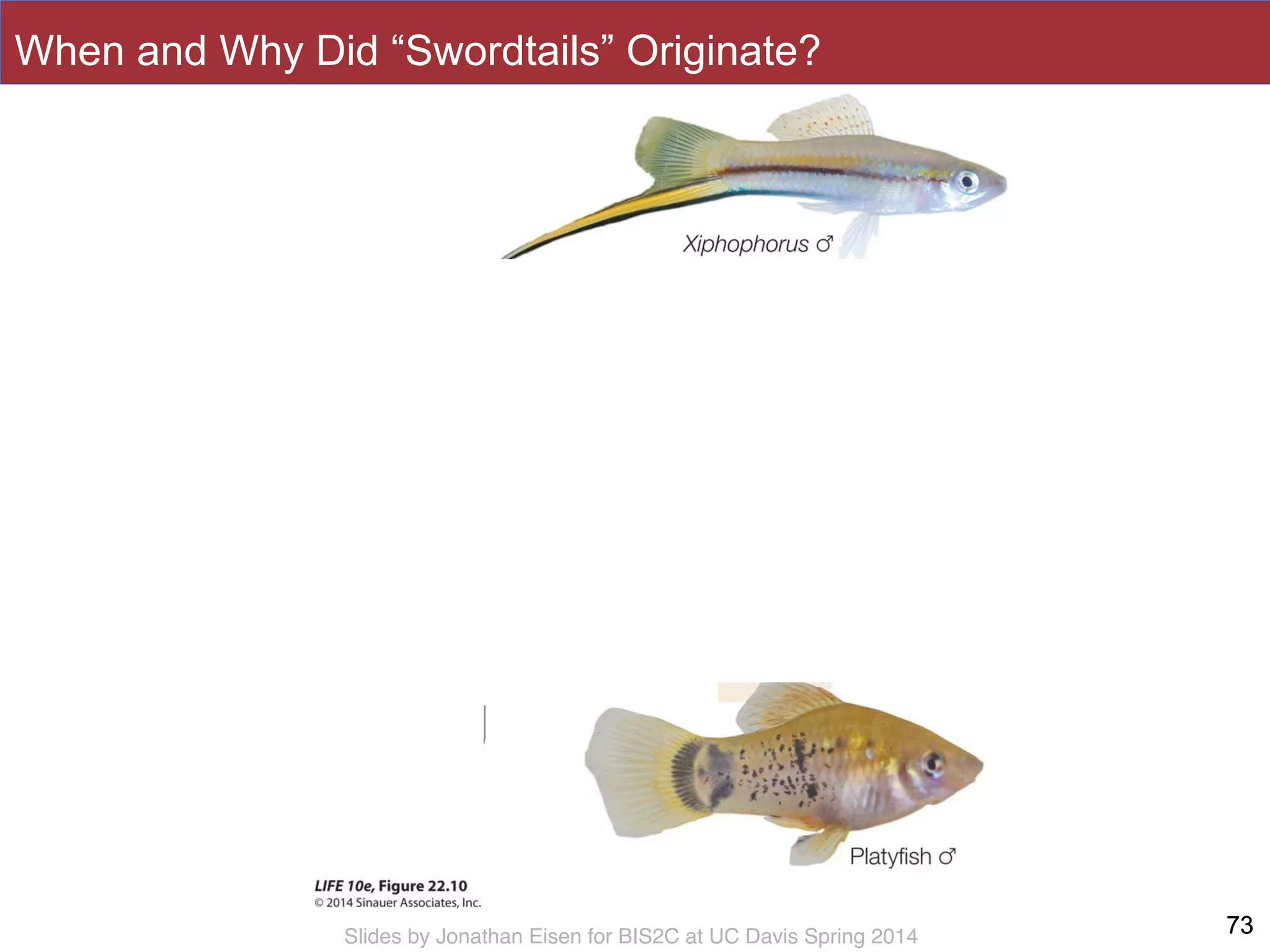 Slides by Jonathan Eisen for BIS2C at UC Davis Spring 2014
When and Why Did “Swordtails” Originate?
7373
 