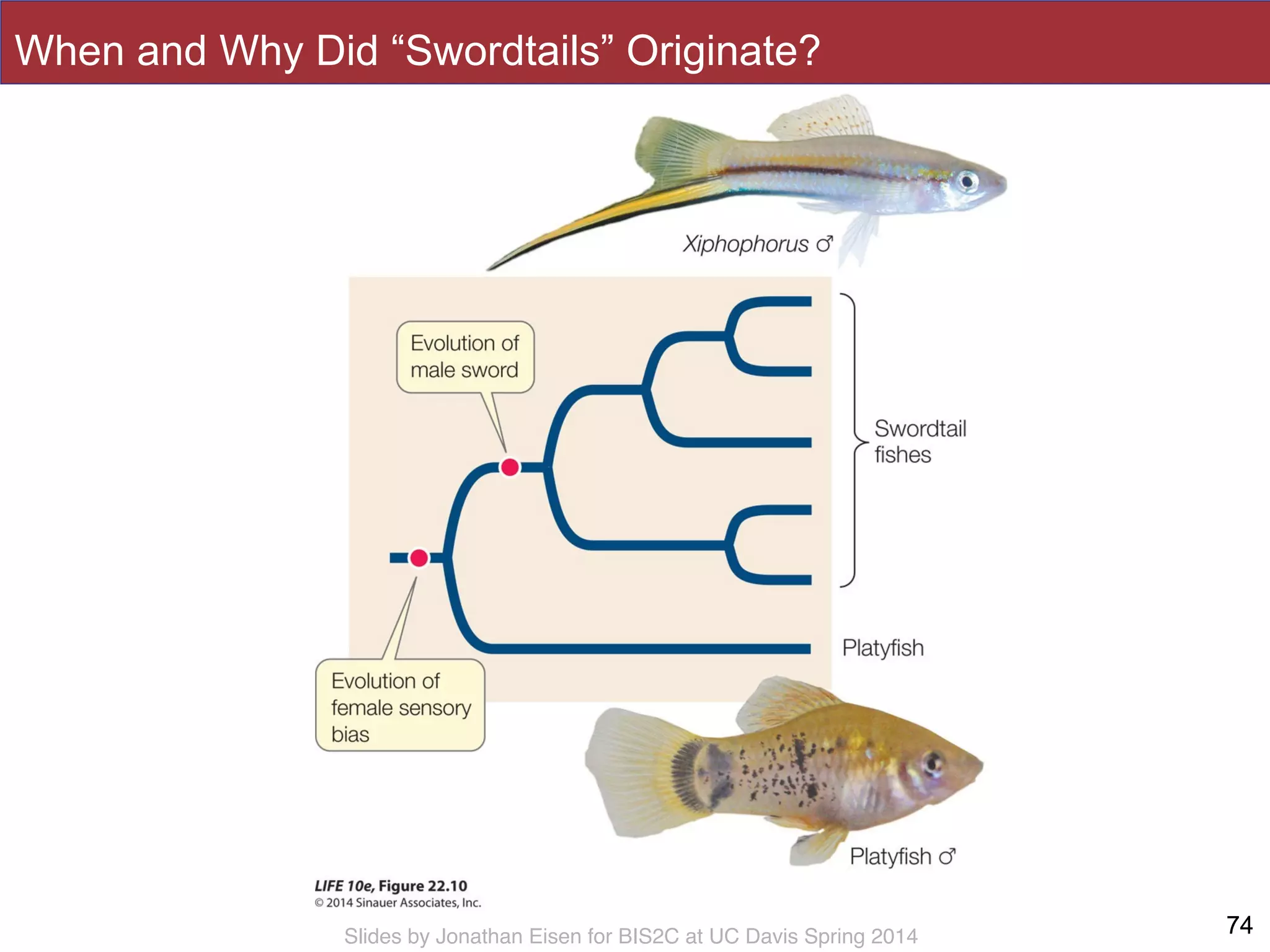 Slides by Jonathan Eisen for BIS2C at UC Davis Spring 2014 7474
When and Why Did “Swordtails” Originate?
 