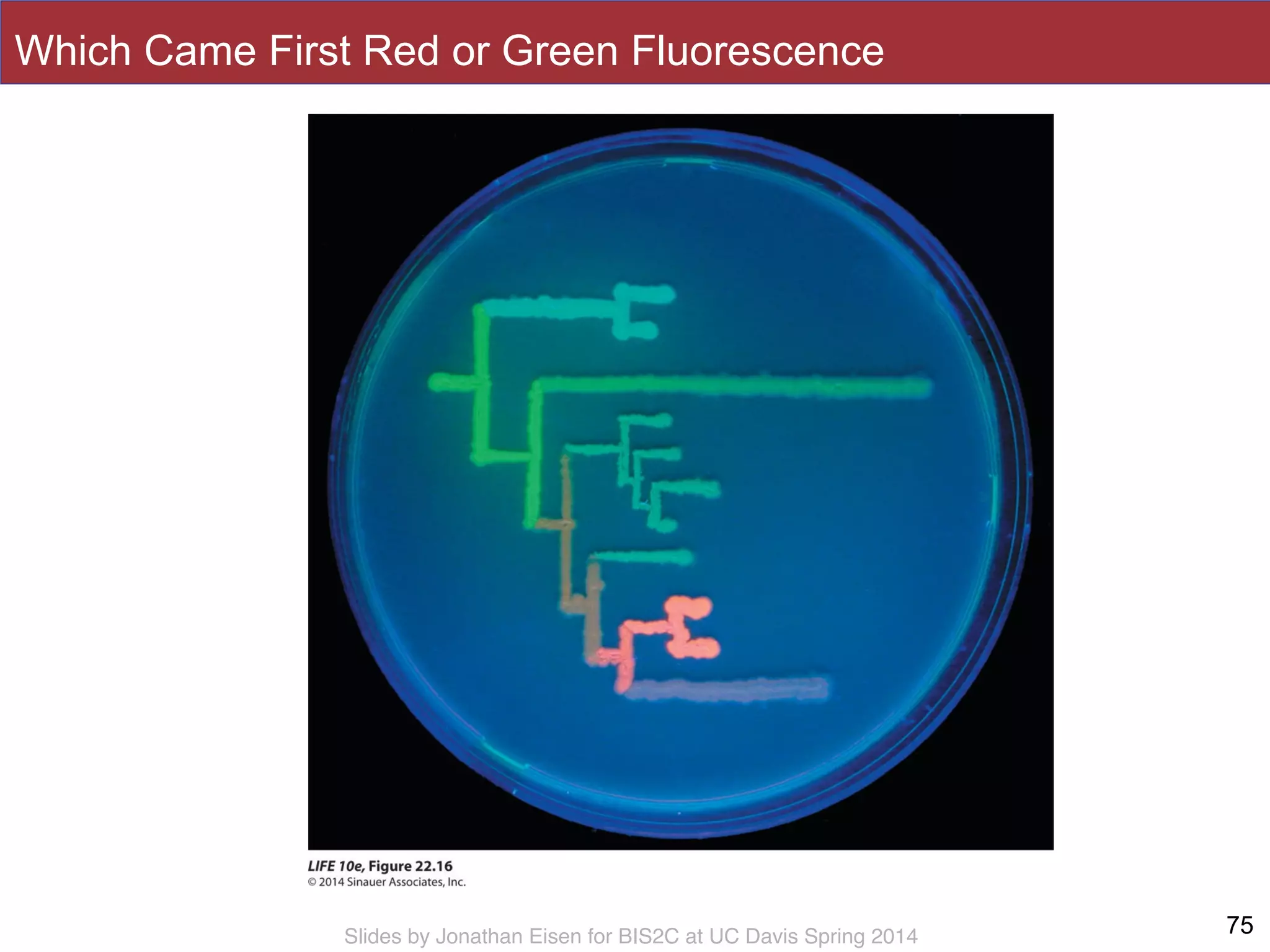 Slides by Jonathan Eisen for BIS2C at UC Davis Spring 2014
Which Came First Red or Green Fluorescence
75
 